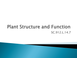 Plant Structure and Function