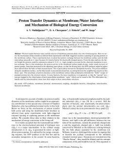 Proton Transfer Dynamics at Membrane/Water Interface and