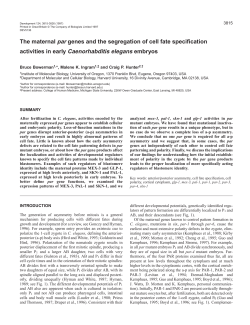 The maternal par genes and the segregation of cell