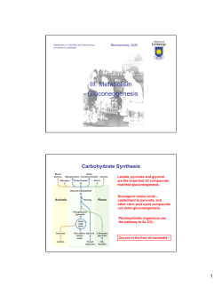 III. Metabolism - Gluconeogenesis - U of L Class Index