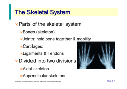 Skeletal System PPT trimmed