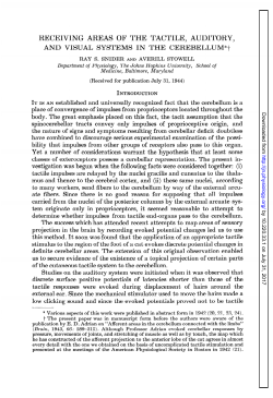 receiving areas of the tactile, auditory, and visual systems in the