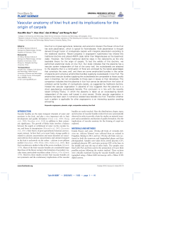 Vascular anatomy of kiwi fruit and its implications for the