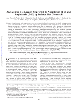Angiotensin I Is Largely Converted to Angiotensin (1