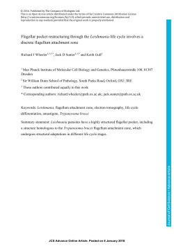 Flagellar pocket restructuring through the Leishmania life cycle