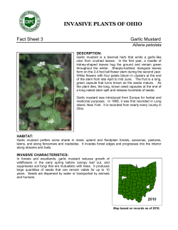 Garlic mustard - Ohio Invasive Plants Council