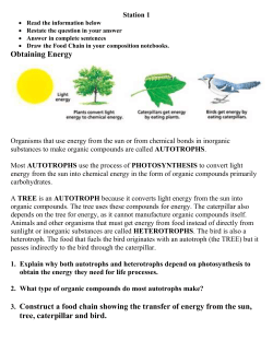Photosynthesis Station