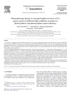 Plasmodesmata density in vascular bundles in leaves of C4