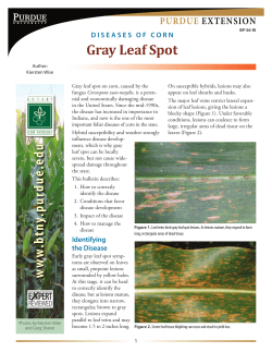 Gray Leaf Spot - Purdue Extension