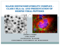 Major Histocompatibility Complex - Class I HLA