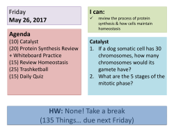 4 - Protein Synthesis and Homeostasis