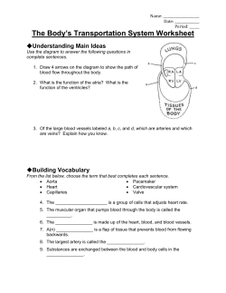 The Body`s Transportation System Worksheet uUnderstanding Main