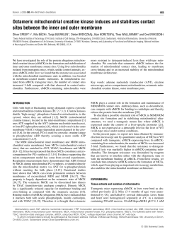 Octameric mitochondrial creatine kinase induces and stabilizes