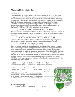 Measuring Photosynthetic Rate
