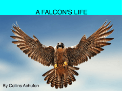 A falcons Life