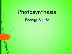 Chapter 6: Photosynthesis