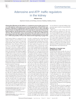 Adenosine and ATP: traffic regulators in the kidney