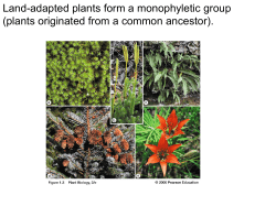 Land-adapted plants form a monophyletic group