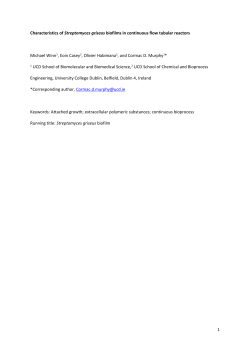 Streptomyces griseus biofilm