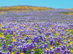 Item 3 Rare Plant FGC Presentation