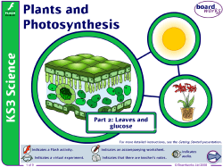 Plants and Photosynthesis Part 2
