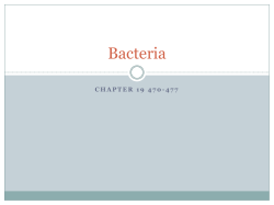 Bacteria - ustarbiology