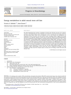 Energy metabolism in adult neural stem cell fate