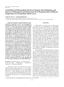 Contribution of Photosynthetic Electron Transport, Heat Dissipation