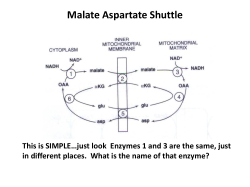 Malate Aspartate Shuttle