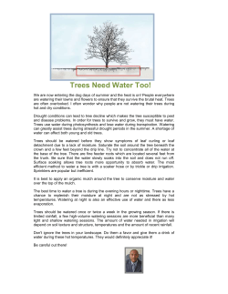 August 2010: Trees Need Water Too