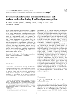 Cytoskeletal polarization and redistribution of cell