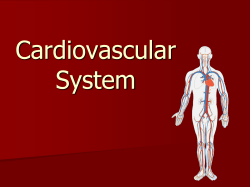 Cardiovascular System