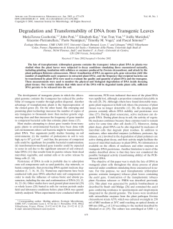 Degradation and Transformability of DNA from Transgenic Leaves