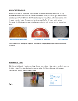 LABORATORY DIAGNOSIS Blood culture sent in Trypticase soy