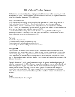 Life of a Leaf: Teacher Handout