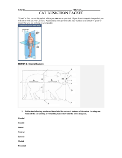 Cat Packet - Humble ISD