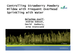 Controlling Strawberry Powdery Mildew with Frequent Overhead