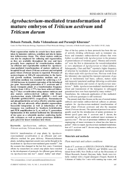 Agrobacterium-mediated transformation of mature embryos of