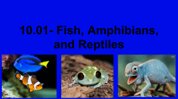 10.01- Fish, Amphibians, and Reptiles