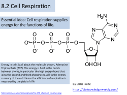 2.8 Cell respiration lecture power point