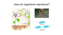 How do organisms reproduce?