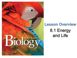 Overview of Cellular Respiration
