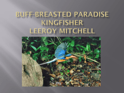 Buff breasted paradise kingfisher leeroy mitchell