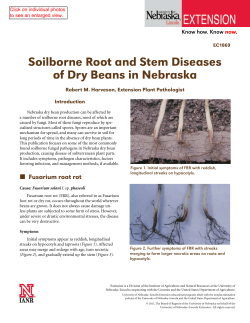 Soilborne Root and Stem Diseases of Dry Beans in Nebraska