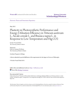 Plasticity in Photosynthetic Performance and Energy Utilization