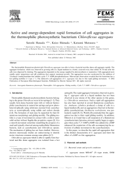 Active and energy-dependent rapid formation of cell aggregates in