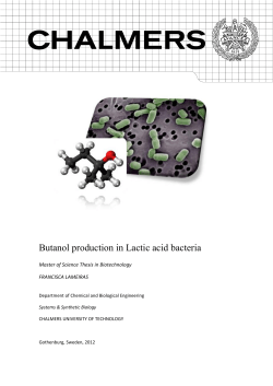 Butanol production in Lactic acid bacteria