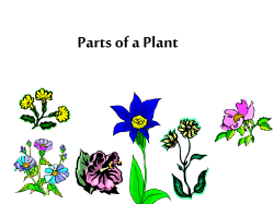 The Plant Life Cycle