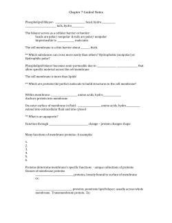 Chapter 7 Guided Notes Phospholipid Bilayer