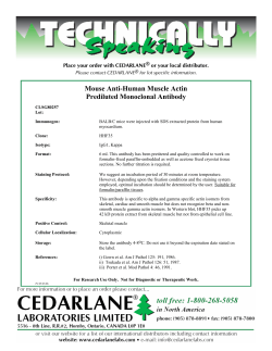 Mouse Anti-Human Muscle Actin Prediluted